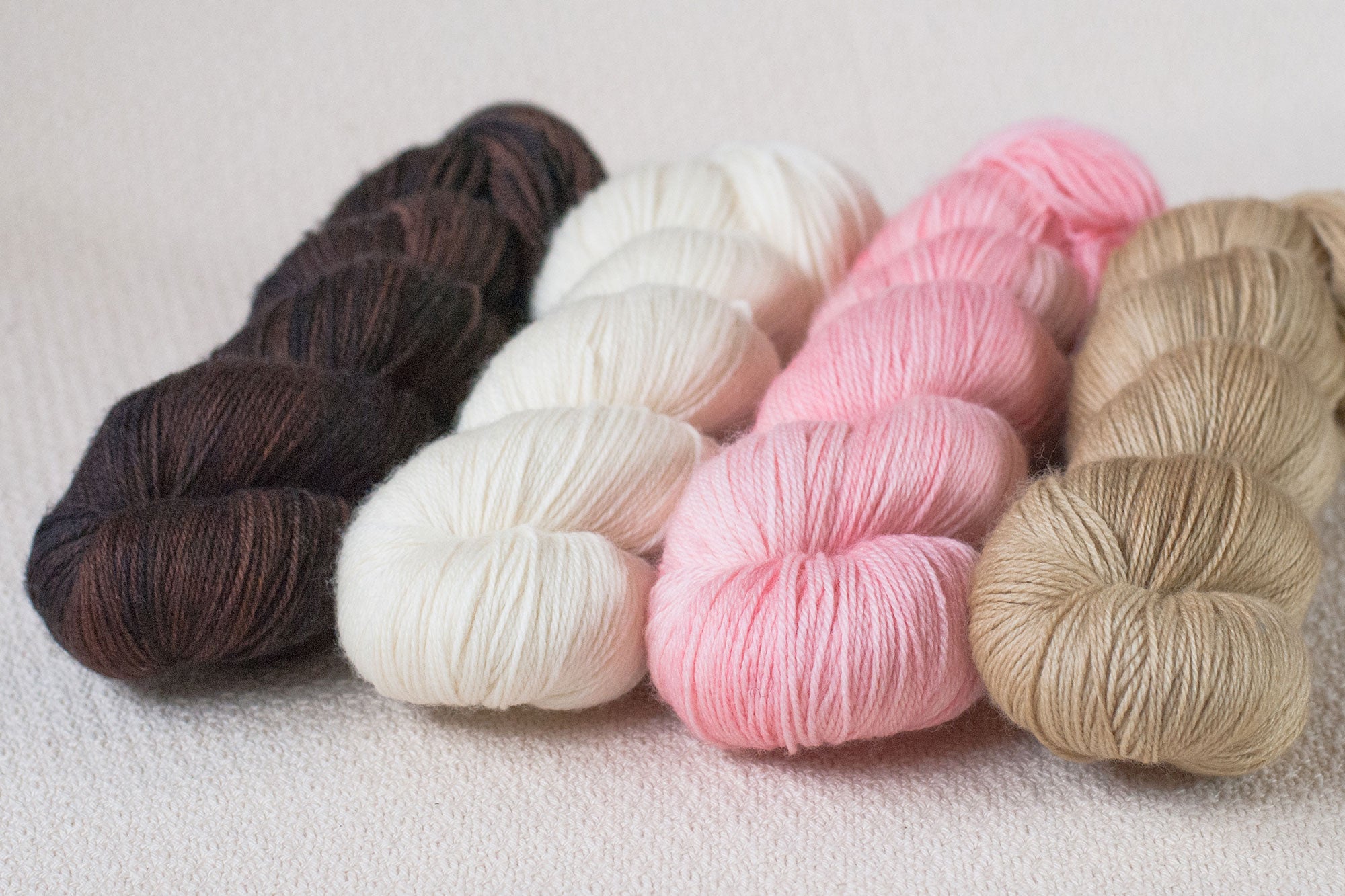 "Biscuits with the Boss" yarn set for Believe: an MKAL the Lasso Way